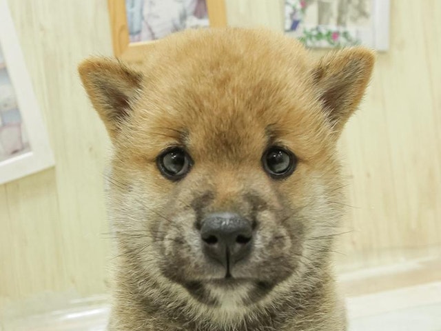 熊本県の柴犬(標準サイズ) (ペッツワン熊本宇土店/2024年8月17日生まれ/女の子/赤)の子犬